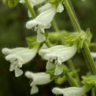 Salvia digitaloides